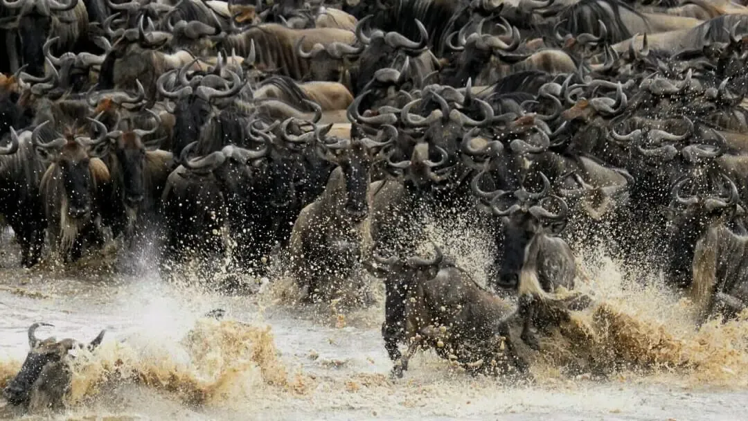 Wildebeest herd during the Great Migration crossing Serengeti plains