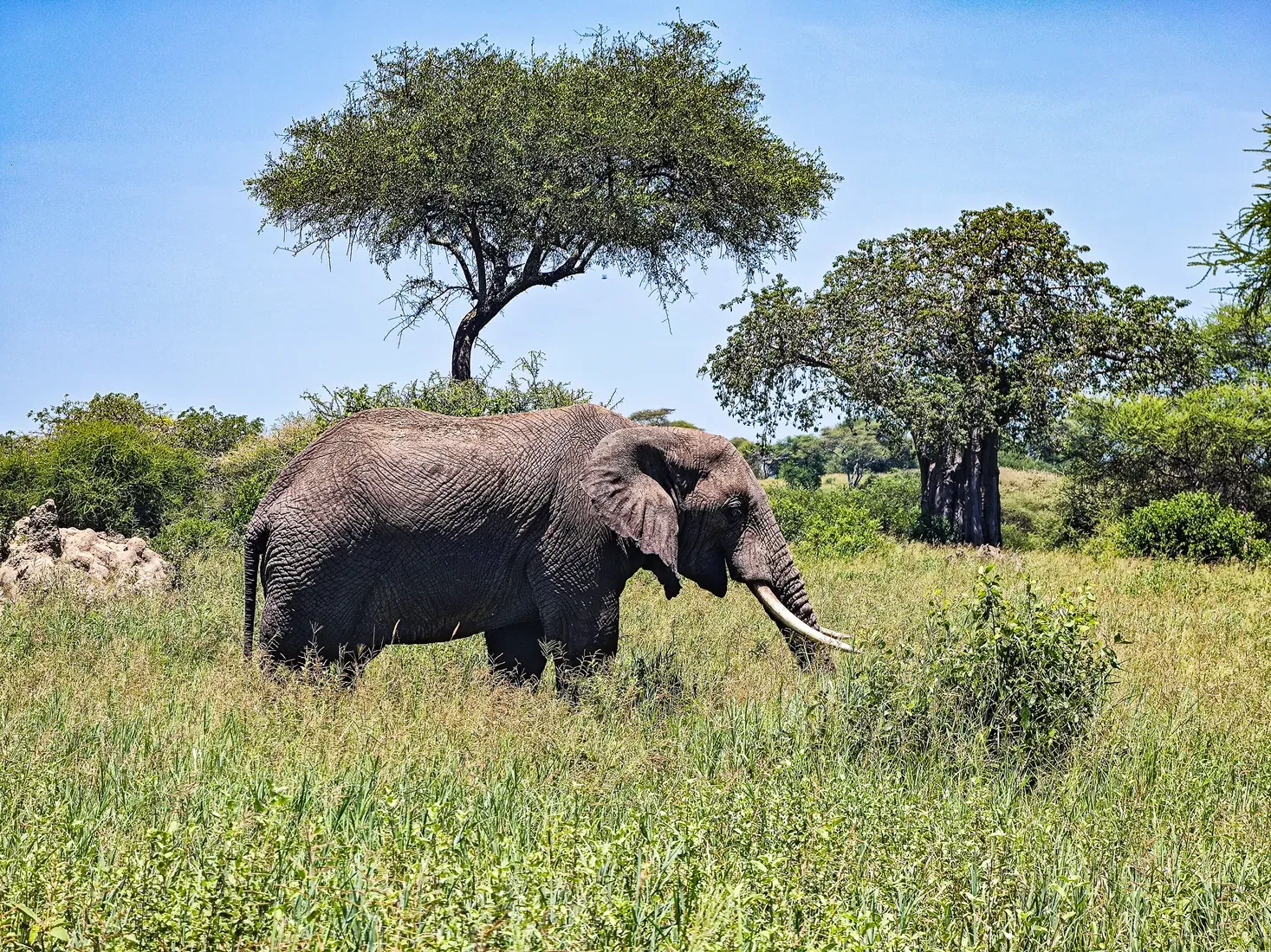 Elephant grazing in open acacia savanna on Tanzania's northern safari circuit