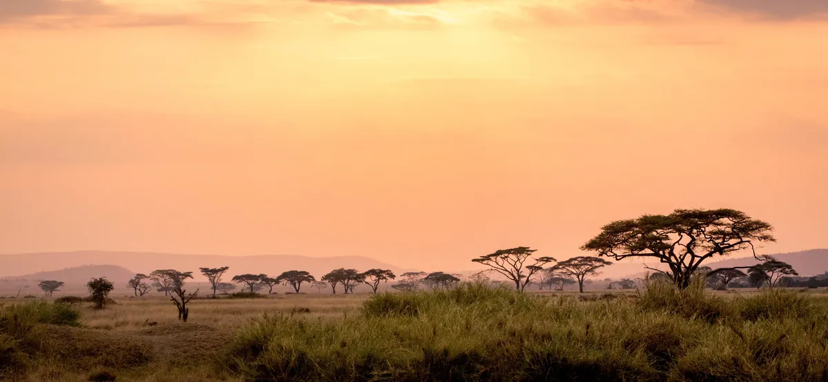 Dry season safari landscape in the Serengeti, Tanzania