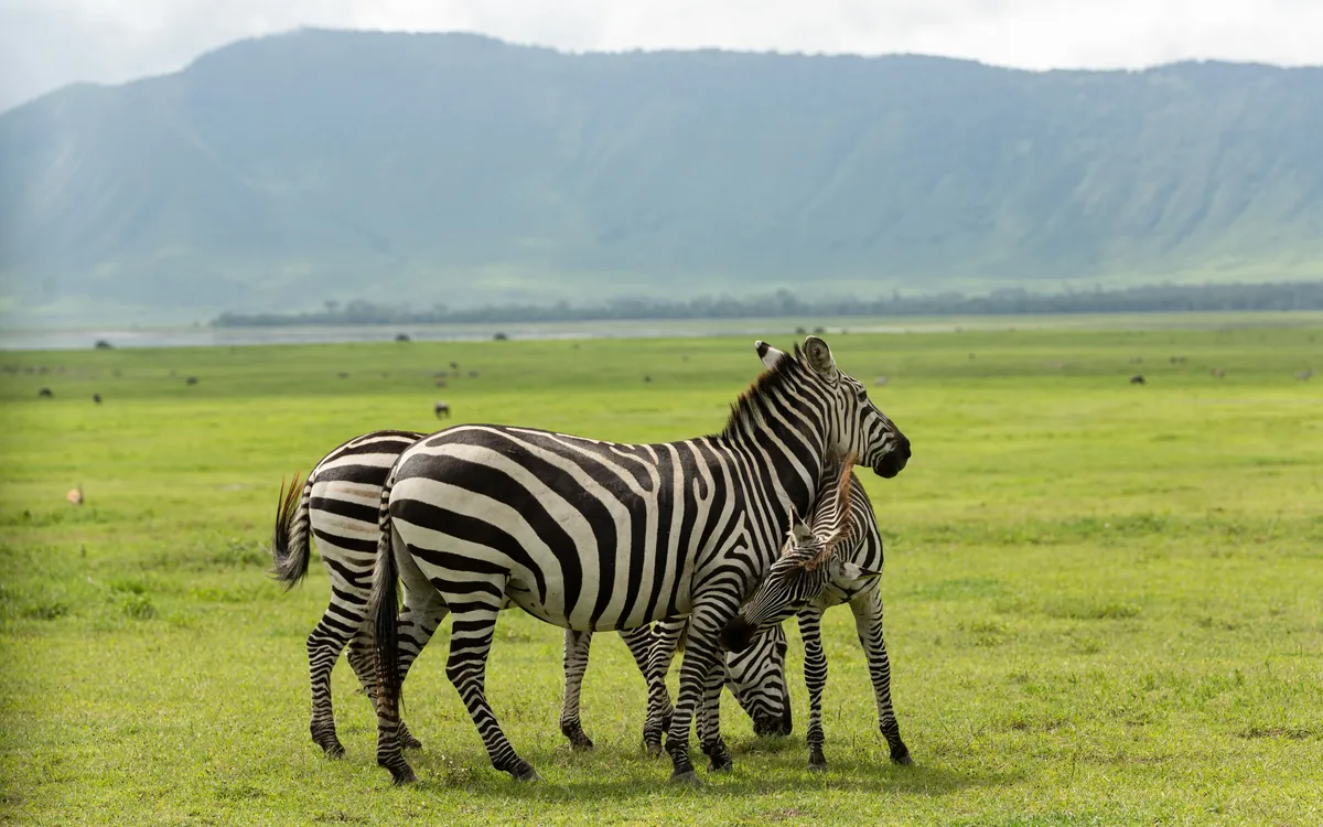 Green season safari landscape with lush vegetation, Tanzania