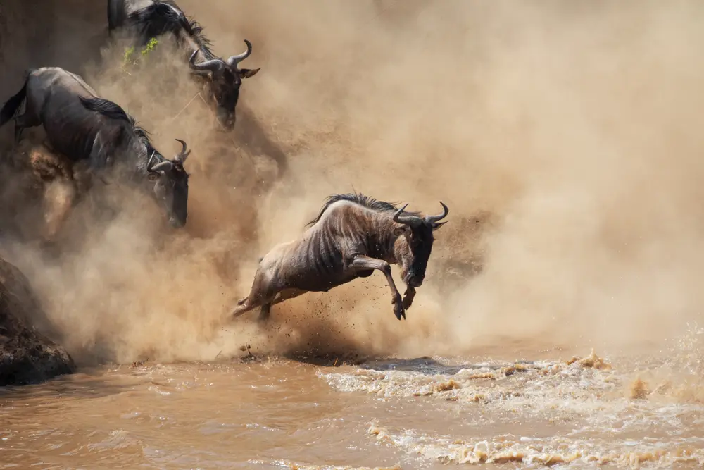 Wildebeest migration movement across the Serengeti ecosystem