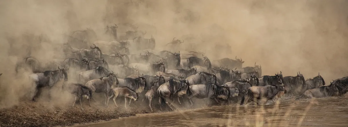 Wildebeest crossing the Mara River during the Great Migration