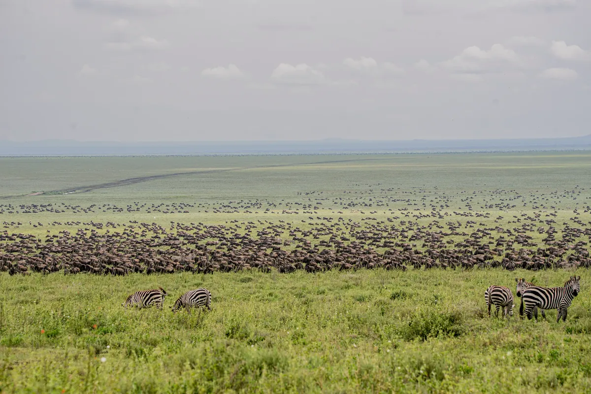 Wildebeest on the Serengeti plains during the Great Migration